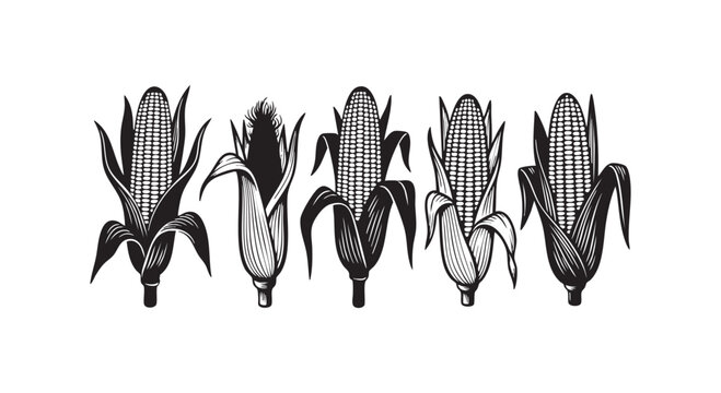 Set of corn cobs in engraving style. vector illustration isolated on white background. organic farm fresh food.
