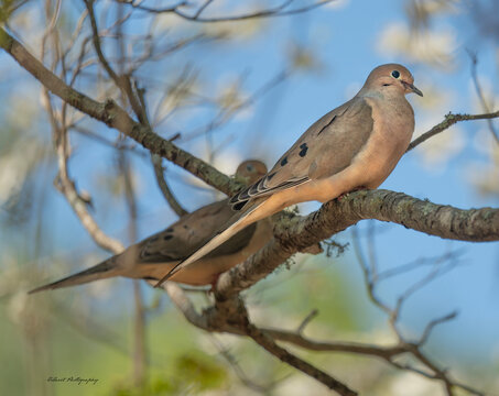 Pair of Mouring Doves in a tree