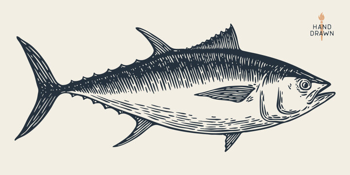 Tuna Fish, seafood, sketch. Vintage retro print, seafood tuna fish sketch, sea life, ink pencil style drawing engrave old school artwork, hand drawn. Sketch artwork tuna fish. Vector Illustration