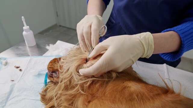 Professional veterinarian in sterile gloves performing a deep ear cleaning procedure on an english cocker spaniel under anesthesia, using specialized surgical tools in a modern animal hospital, close-