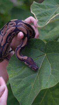 Woman hand holding a python snake close up against an overgrown plant background