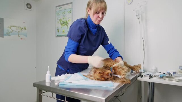 Veterinarian repositioning a sedated English Cocker Spaniel on an examination table in a clinic. Preparing the dog for a veterinary procedure during treatment