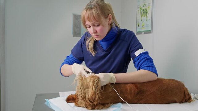 Female veterinarian performing a professional ear cleaning procedure on a sedated english cocker spaniel lying on an examination table, using specialized medical equipment in a veterinary clinic