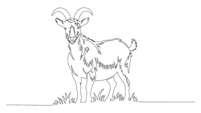 Continuous single line animation of goat representing farm animal livestock concept minimalist video