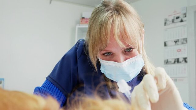 Female veterinarian in a face mask cleaning the teeth of an english cocker spaniel under sedation in a modern clinic. Professional dental care procedure for a pet to prevent oral diseases