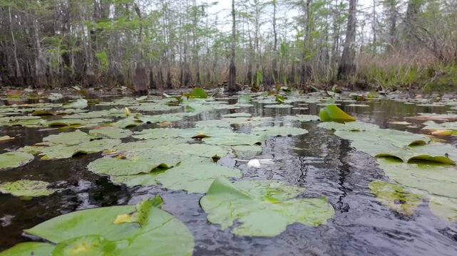 Low angle dolly shot moving past Fragrant water lilies (Nymphaea odorata) in the Okefenokee Swamp of Georgia, USA.
