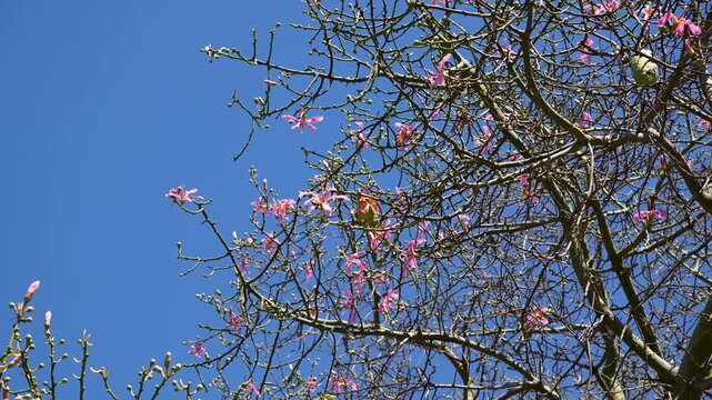 Small green parrot sitting among the branches of a flowering Ceiba speciosa tree with pink blossoms under a bright cloudless blue sky in spring
