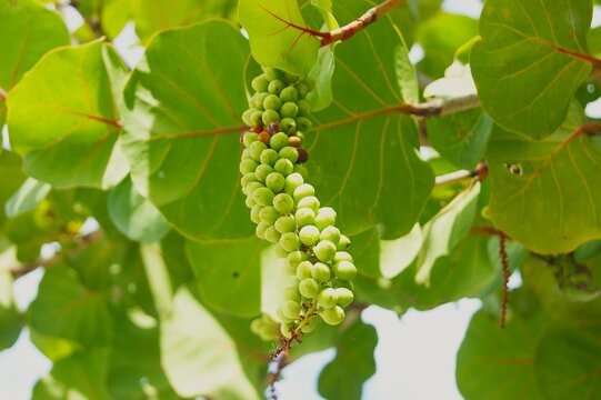 Raisinier bord-de-mer ( coccoloba uvifera)	