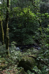 Forest stream with rocks and dense green vegetation in natural woodland © Matheus