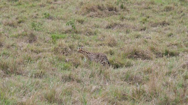 Small wild serval cat with its distinctive spotted coat, long legs and large ears walking in grassy plains of african savanna. Serval cautiously stalking through tall grass. Rare animal in the wild