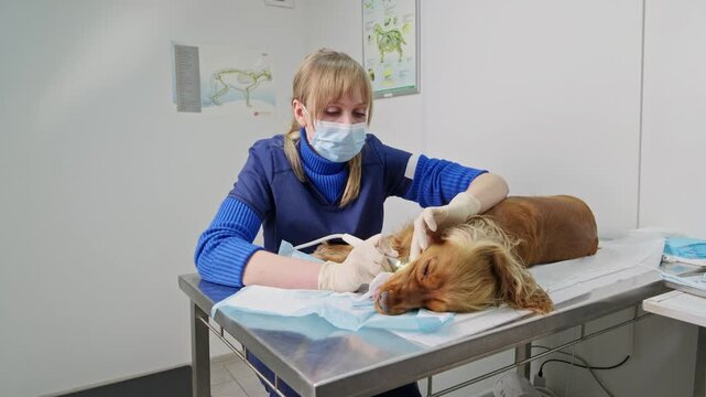 Professional female veterinarian using an ultrasonic scaler to remove tartar from the teeth of a sedated english cocker spaniel lying on a stainless steel examination table at the veterinary clinic