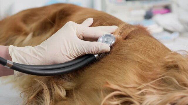 Close-up of a veterinarian's gloved hand using a stethoscope to listen to the heartbeat and lungs of a fluffy brown dog during a routine check-up at an animal hospital or veterinary clinic