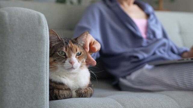 Calm relaxed calico cat lying on sofa slowly falls asleep while woman briefly pauses remote work and gently pets cat fluffy head. Emotional bond between owner and pet. Cozy home workplace. Cat napping