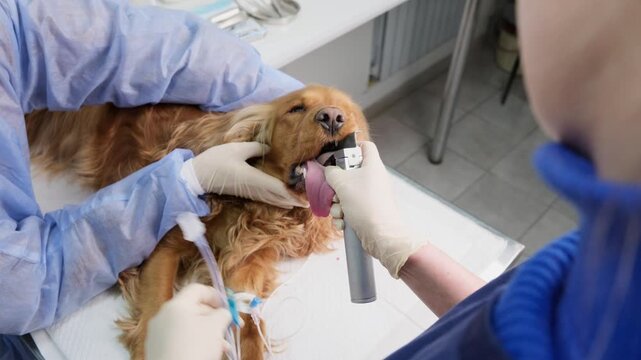 Professional veterinary surgeon placing an endotracheal tube into a cocker spaniel's throat to provide anesthesia and oxygen during a surgical procedure with the help of an assistant