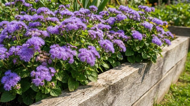 Vibrant Purple Ageratum Flowers Flourishing in a Rustic Wooden Raised Garden Bed