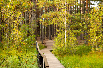 Naklejka premium Wooden path through evergreen forest. Nature trail for hiking in national park. Eco-friendly walkway in woodland for outdoor recreation, ecological tourism and peaceful walk in autumn.