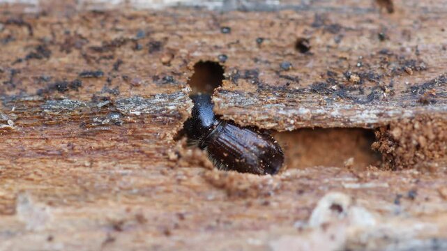 European spruce bark beetle