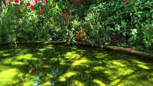 Lush tropical garden pond with colorful flowers and green water in Iguazu, Brazil