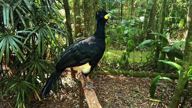 Bare-faced curassow bird perched on a branch in an aviary in Iguazu, Brazil