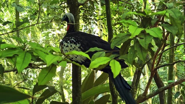 Black-fronted piping guan perched on a tree branch in the lush tropical rainforest of Iguazu, Brazil