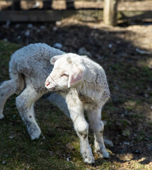 Fototapeta premium Small lamb/sheep one week old on a farm