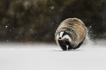 European Badger Meles meles sprinting over snowy ground with flying winter powder © michal