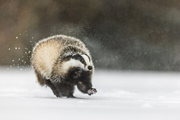 European Badger Meles meles running through fresh snow in dynamic winter action © michal