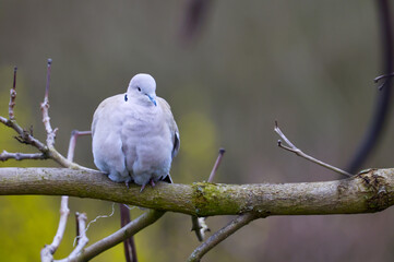 Fototapeta premium Eurasian Collared Dove (Streptopelia decaocto) with puffed feathers resting on a branch. Wildlife portrait with blurred nature background.