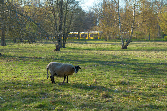 Peaceful Pastoral Scene with presented in a natural scene in an outdoor setting, in a natural environment, under daylight, with a natural mood, suitable for wildlife, conservation.