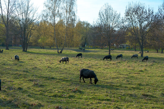 Grazing Sheep in a captured interacting naturally in an outdoor setting, in a natural environment, under daylight, with a natural mood, suitable for wildlife, conservation.