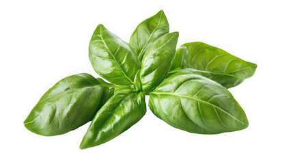 Fototapeta premium A vibrant bunch of fresh basil leaves on transparent background