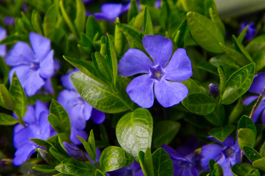 Beautiful blooming Lesser Periwinkle (Vinca minor) with vibrant purple flowers and lush green leaves. Spring garden botany floral background.