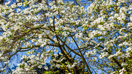 Fototapeta premium White dogwood flowers bloom on branches under blue sky in spring season at a park or garden