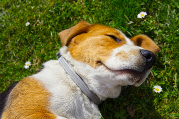 Profile portrait of cute Beagle dog (Canis lupus familiaris) sleeping in green grass with daisies. Peaceful pet animal relaxation in sunny garden. © TomKorcak