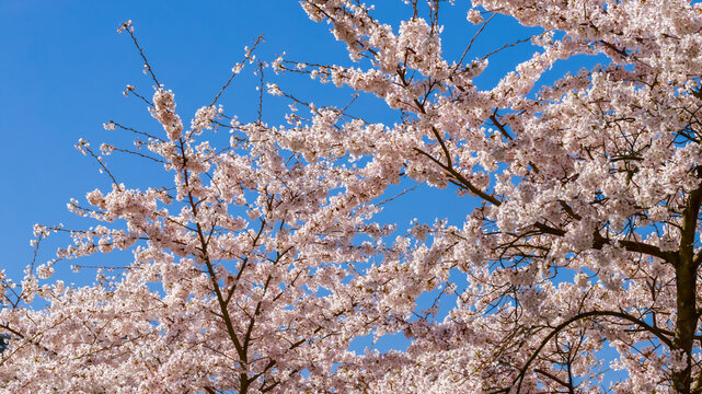 Blossoming cherry trees in bright blue sky during spring season in a park