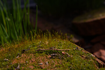 Fototapeta premium Macro detail of green moss (Bryophyta) sporophytes growing on old red brick. Micro nature ecology in garden, botanical growth floral background.