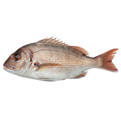 Obraz premium Whole fresh red sea bream fish displayed prominently isolated on transparent background