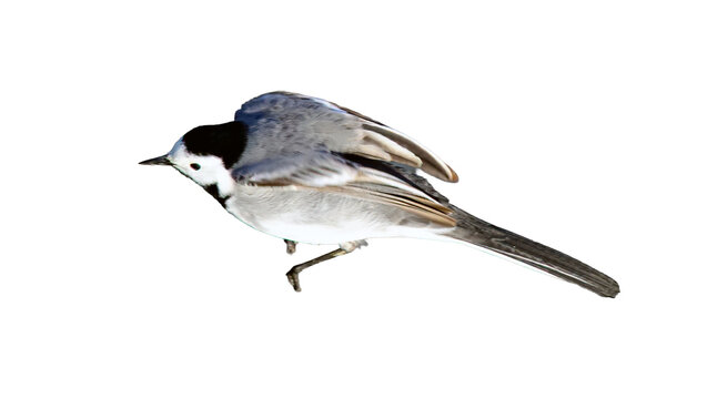 White wagtail bird jumping isolated on white background
