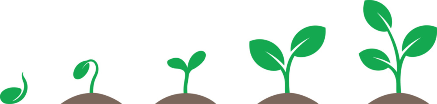 Plant growth icon set showing green sprout and seedling development stages from seed to leafy plant. Natural silhouettes represent biology life cycle and agriculture. Vector illustration design.