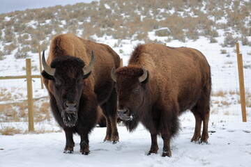 Two American Bison Standing in Snow with Frosted Fur and Open Landscape © Adrian