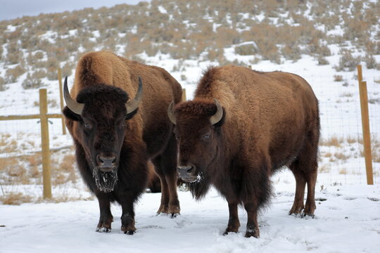 Two American Bison Standing in Snow with Frosted Fur and Open Landscape