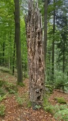 Stary pień drzewa  © WalDec