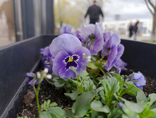 Fioletowe bratki (Viola tricolor var. hortensis) kwitną bujnie w prostokątnej skrzynce kwiatowej. Płatki kwiatów mają odcienie niebieskiego i fioletu z wyrazistym żółtym środkiem. © Grzegorz