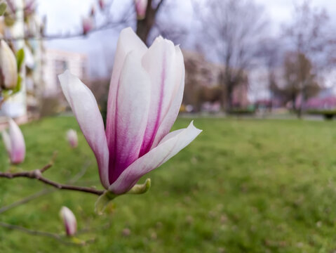 Kwiat magnolii (Magnolia spp.) w pełnym rozkwicie jest wyraźnie widoczny, o delikatnych r&oacute;żowo-białych płatkach. Kwiat jest przyczepiony do gałęzi, a rozmyte tło ukazuje trawnik bloki mieszkalne .