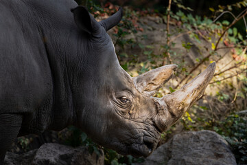 Fototapeta premium Rhino in the wild