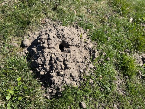 Earth molehill on grassy field with fresh soil mound and burrow opening, natural wildlife activity in sunny rural landscape.