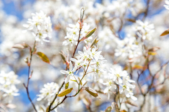 In spring: white blossoms of amelanchier tree serviceberry (juneberry, shadbush, Felsenbirne) with blue sky