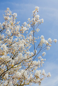 In spring: white blossoms of amelanchier tree serviceberry (juneberry, shadbush, Felsenbirne) with blue sky