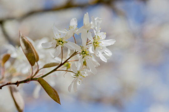 In spring: white blossoms of amelanchier tree serviceberry (juneberry, shadbush, Felsenbirne) with blue sky