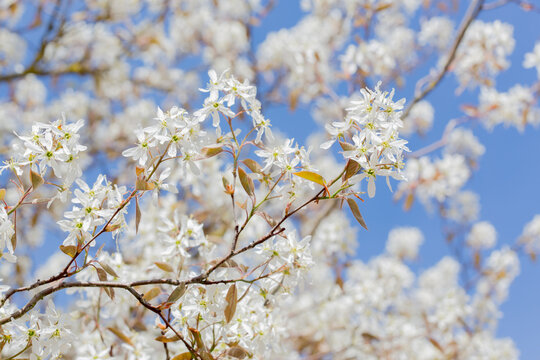 In spring: white blossoms of amelanchier tree serviceberry (juneberry, shadbush, Felsenbirne) with blue sky